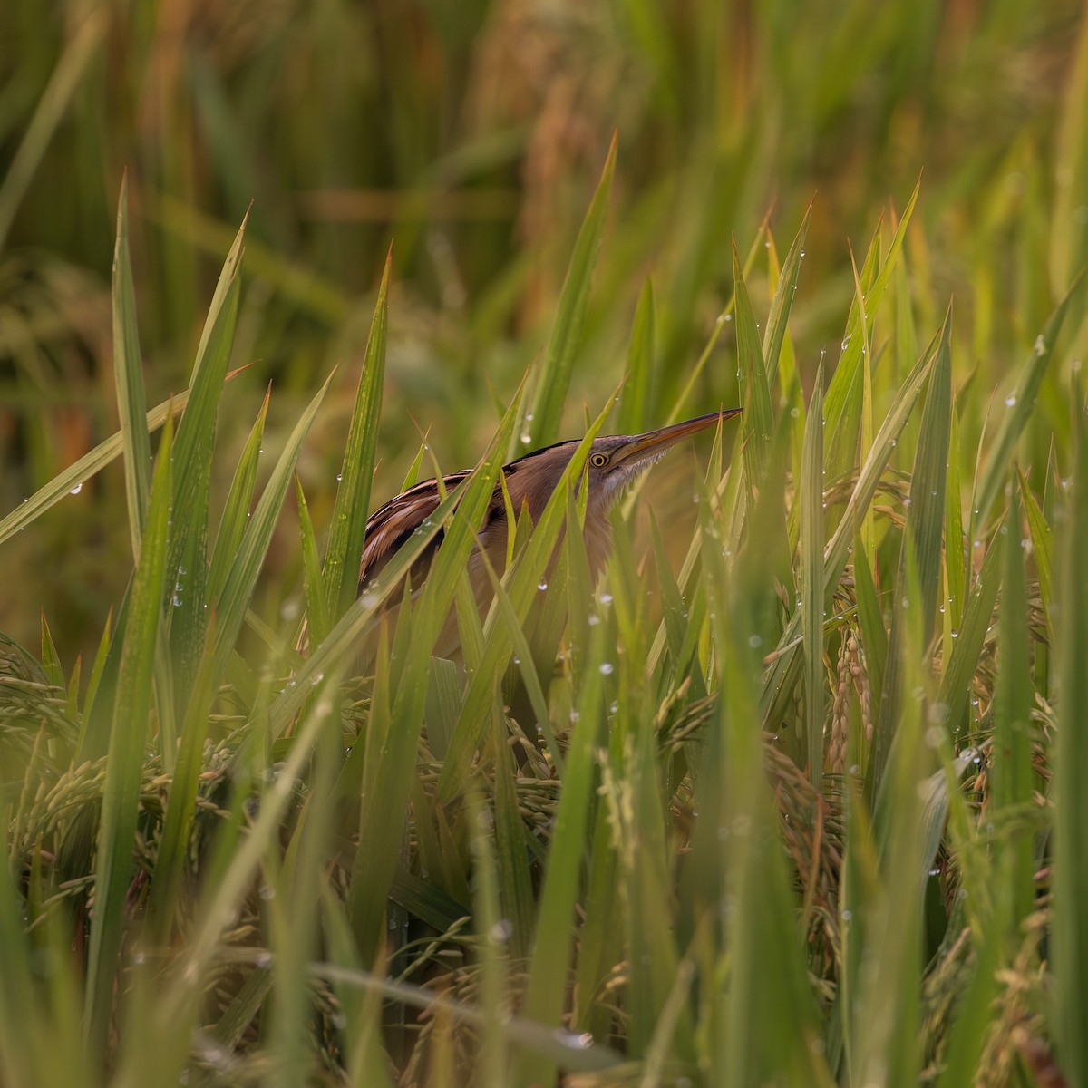 Stripe-backed Bittern - ML646304784