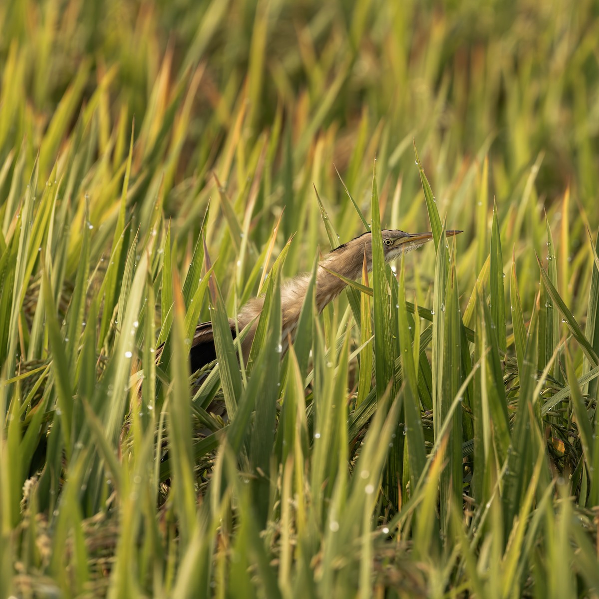 Stripe-backed Bittern - ML646304787