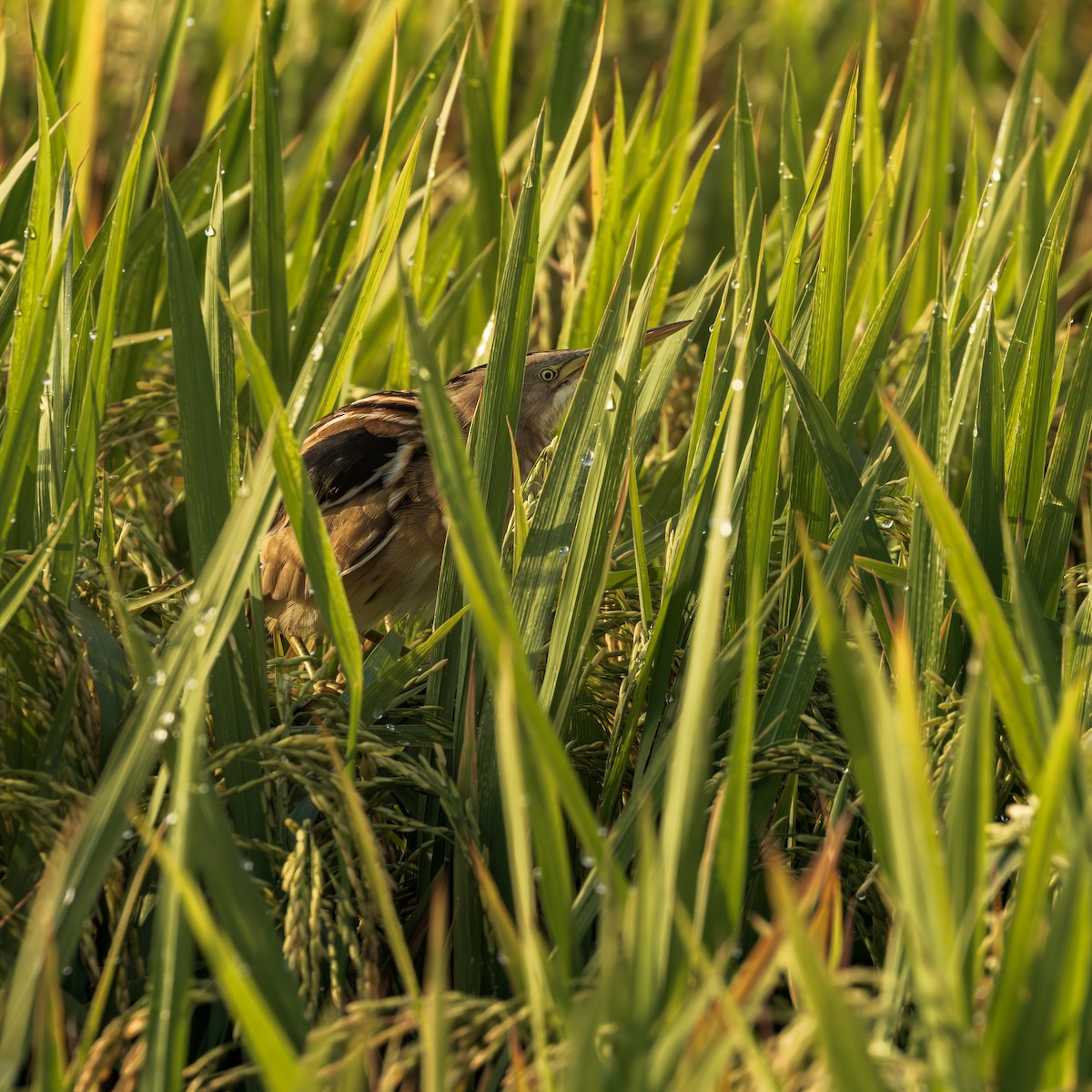 Stripe-backed Bittern - ML646304788