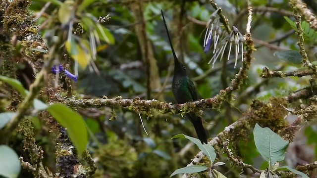 Колібрі-списодзьоб - ML646304789