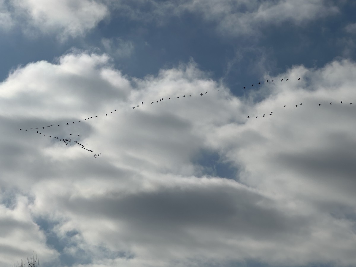 Sandhill Crane - ML646304796
