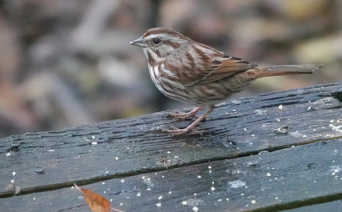 Song Sparrow - ML646304798