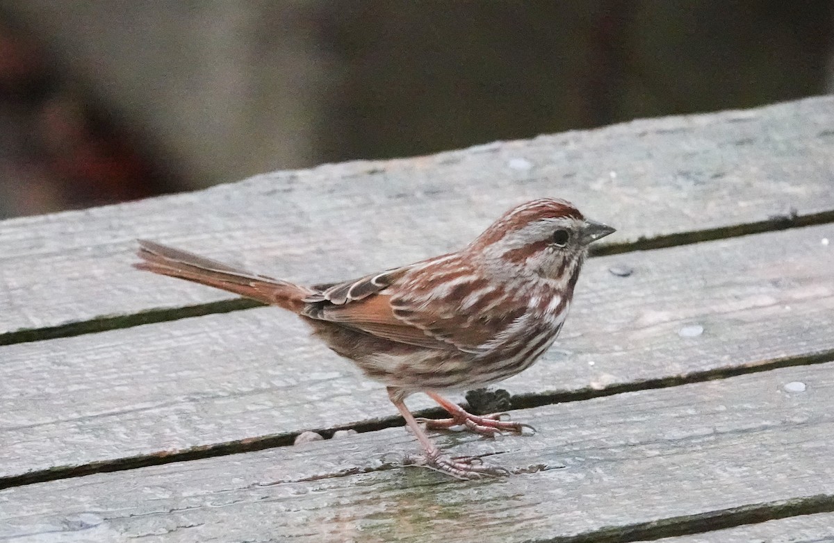Song Sparrow - ML646304799