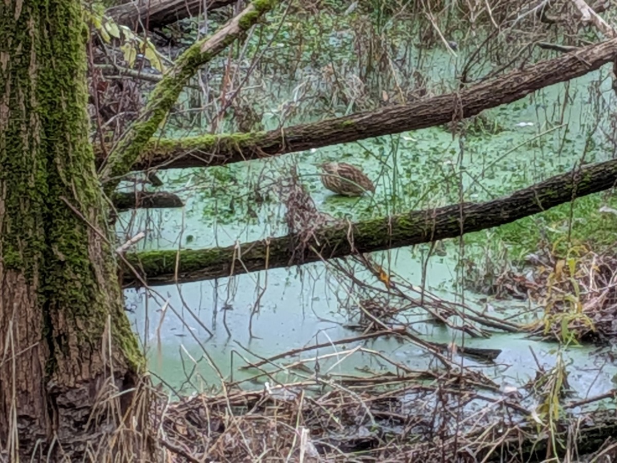 bukač severoamerický - ML646304802