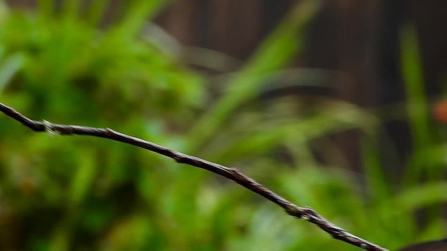 Колібрі-німфа турмаліновий - ML646304804