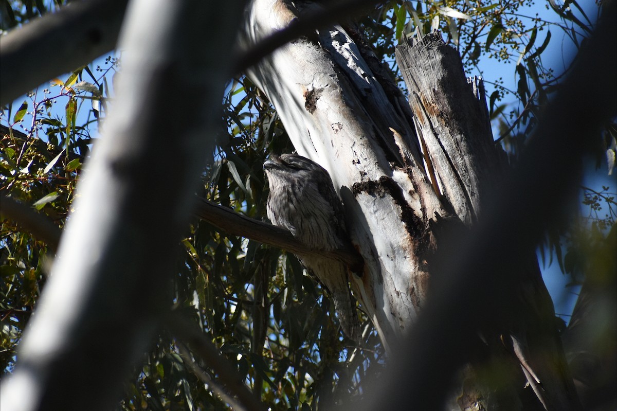 Podargo Australiano - ML646304805