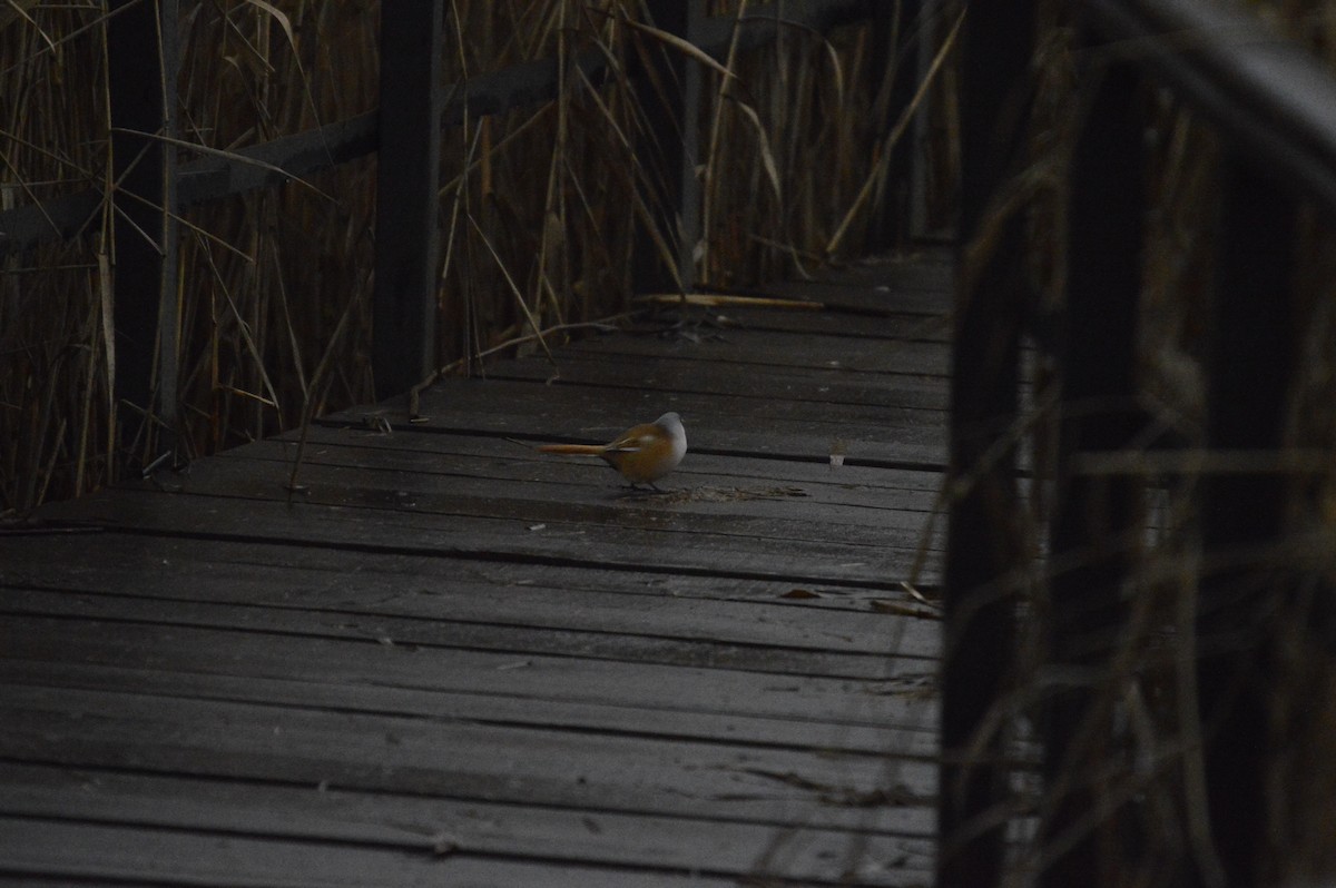 Bearded Reedling - ML646304808