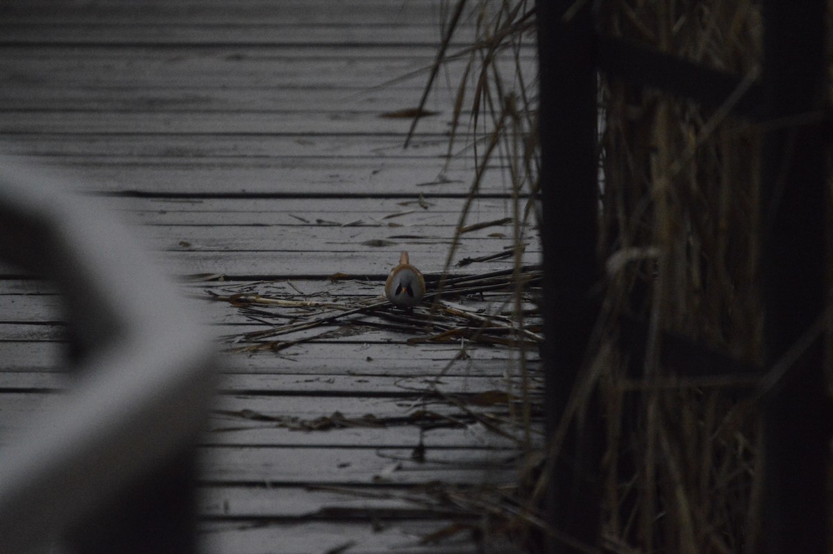 Bearded Reedling - ML646304809