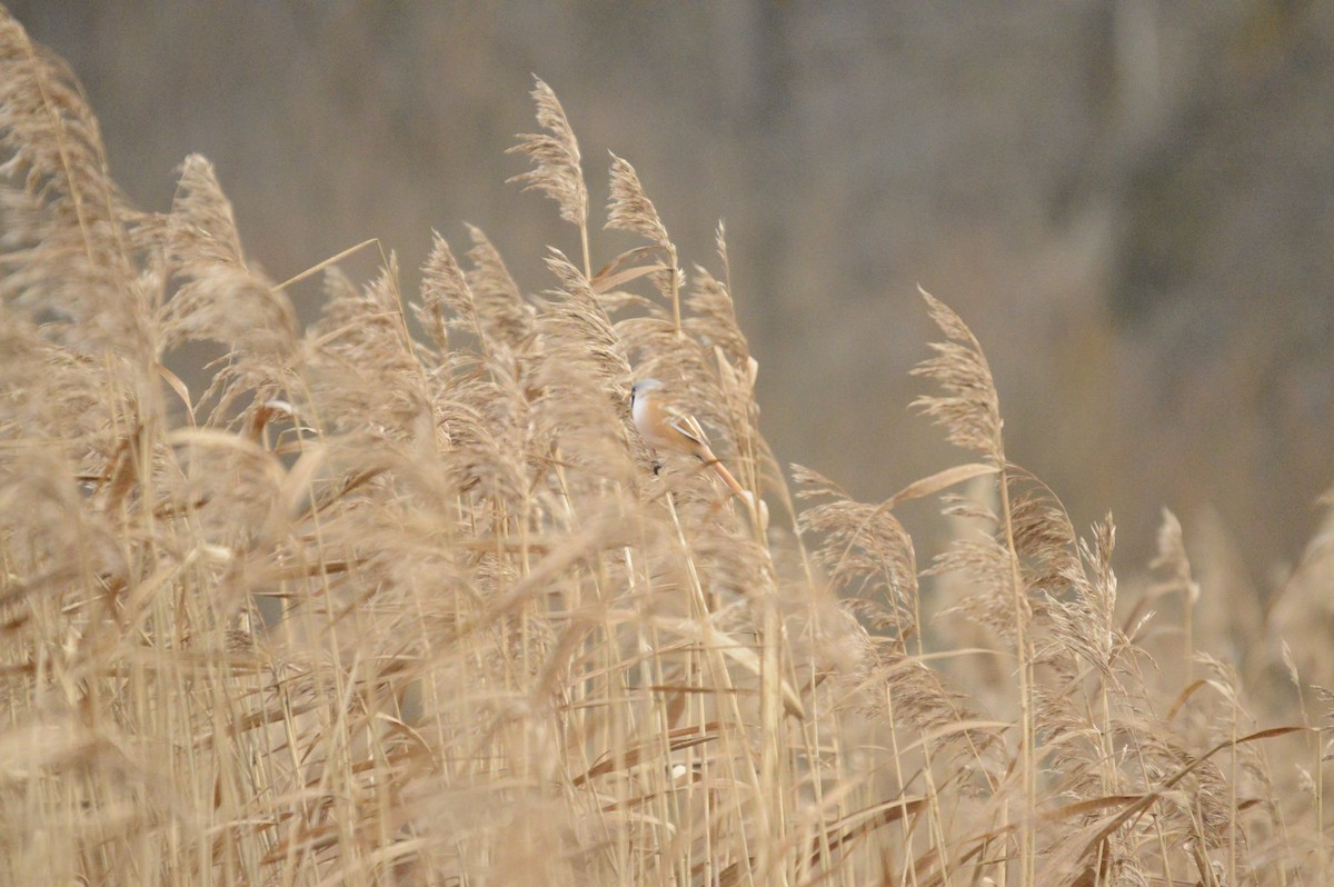 Bearded Reedling - ML646304810