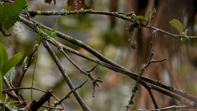 Пітайо рудоволий - ML646304811