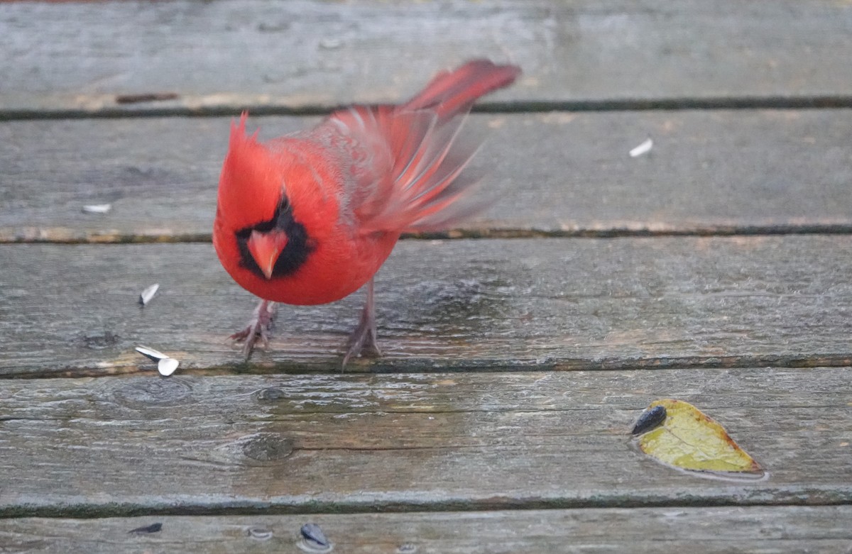 Northern Cardinal - ML646304813