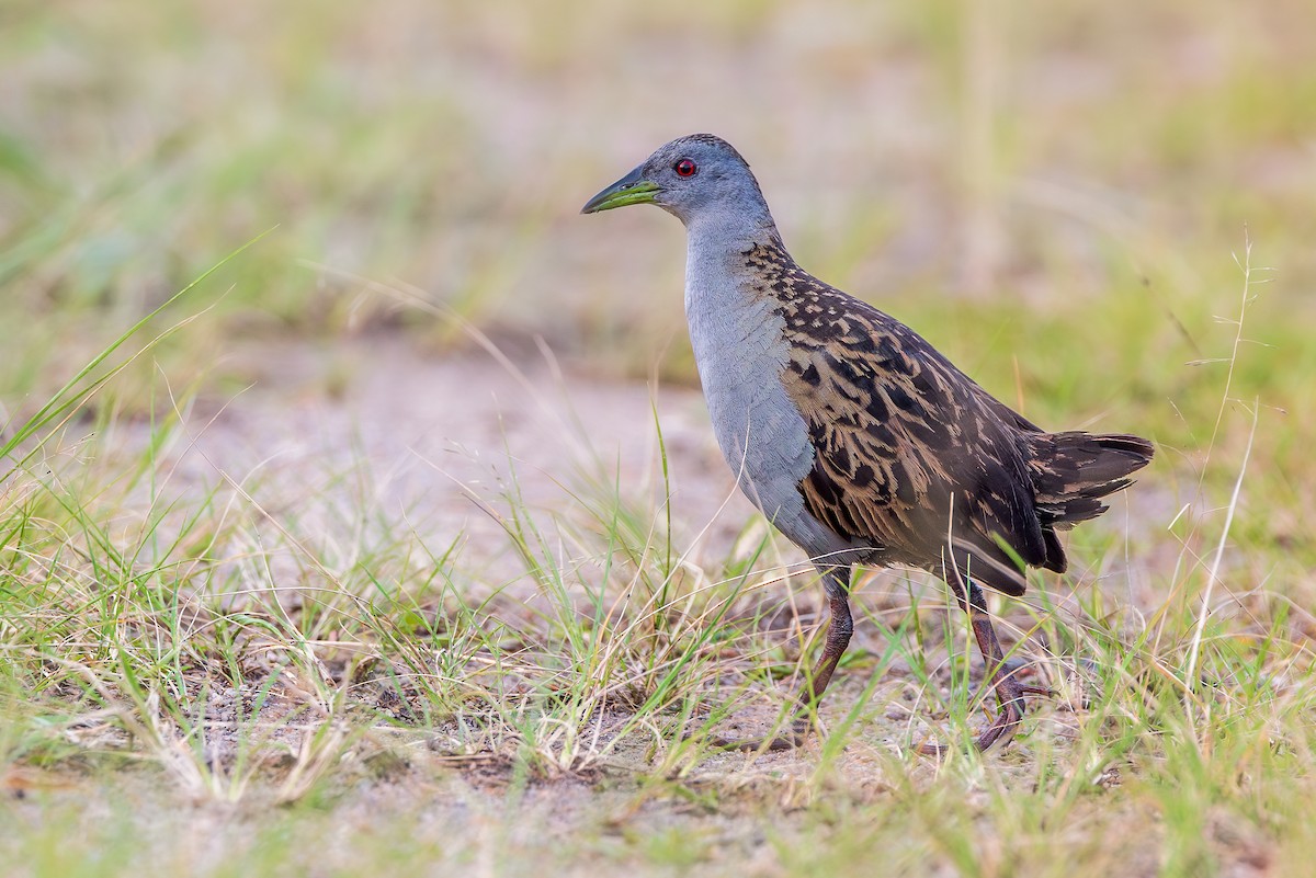 Ash-throated Crake - ML646304814