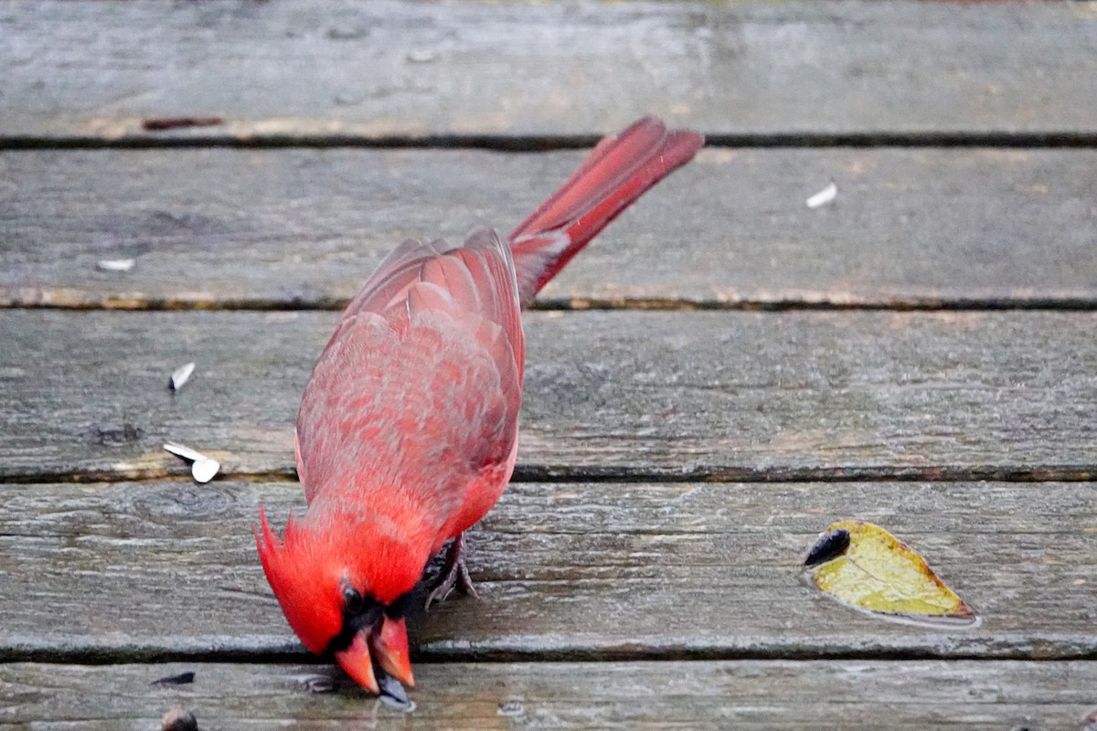 Northern Cardinal - ML646304820