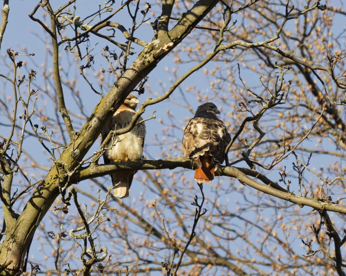 Red-tailed Hawk - ML646304821
