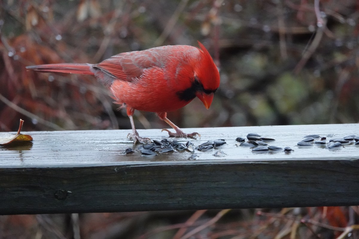 Northern Cardinal - ML646304826