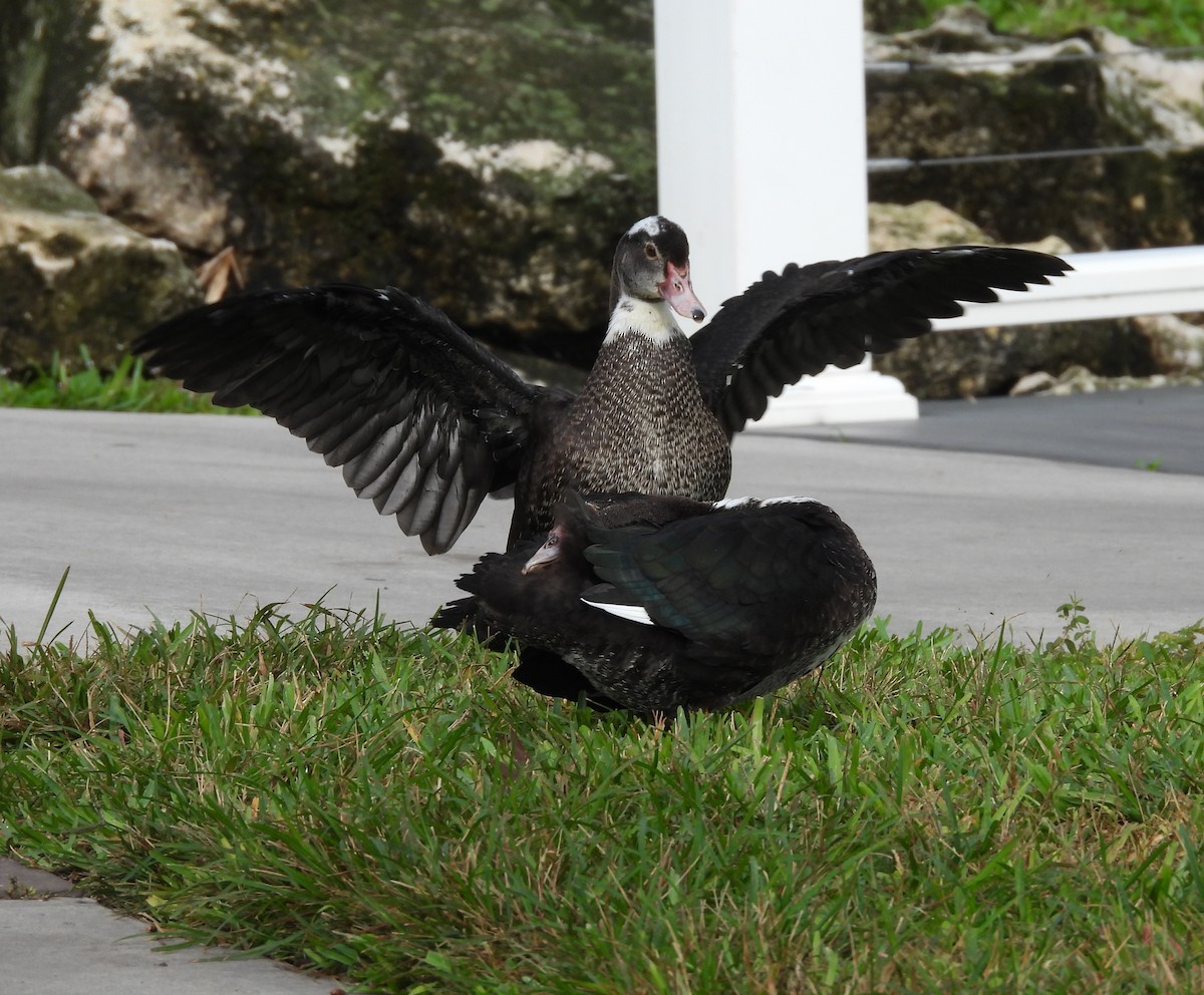 eBird Checklist - 3 Dec 2025 - Sims Park - 13 species (+1 other taxa)