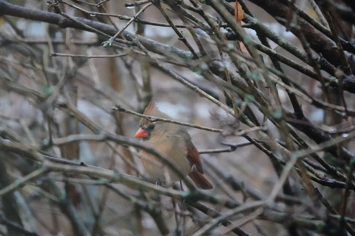 Northern Cardinal - ML646304829