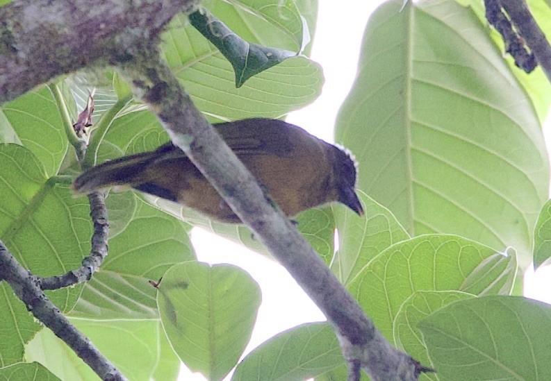 Ochre-breasted Tanager - ML646304830