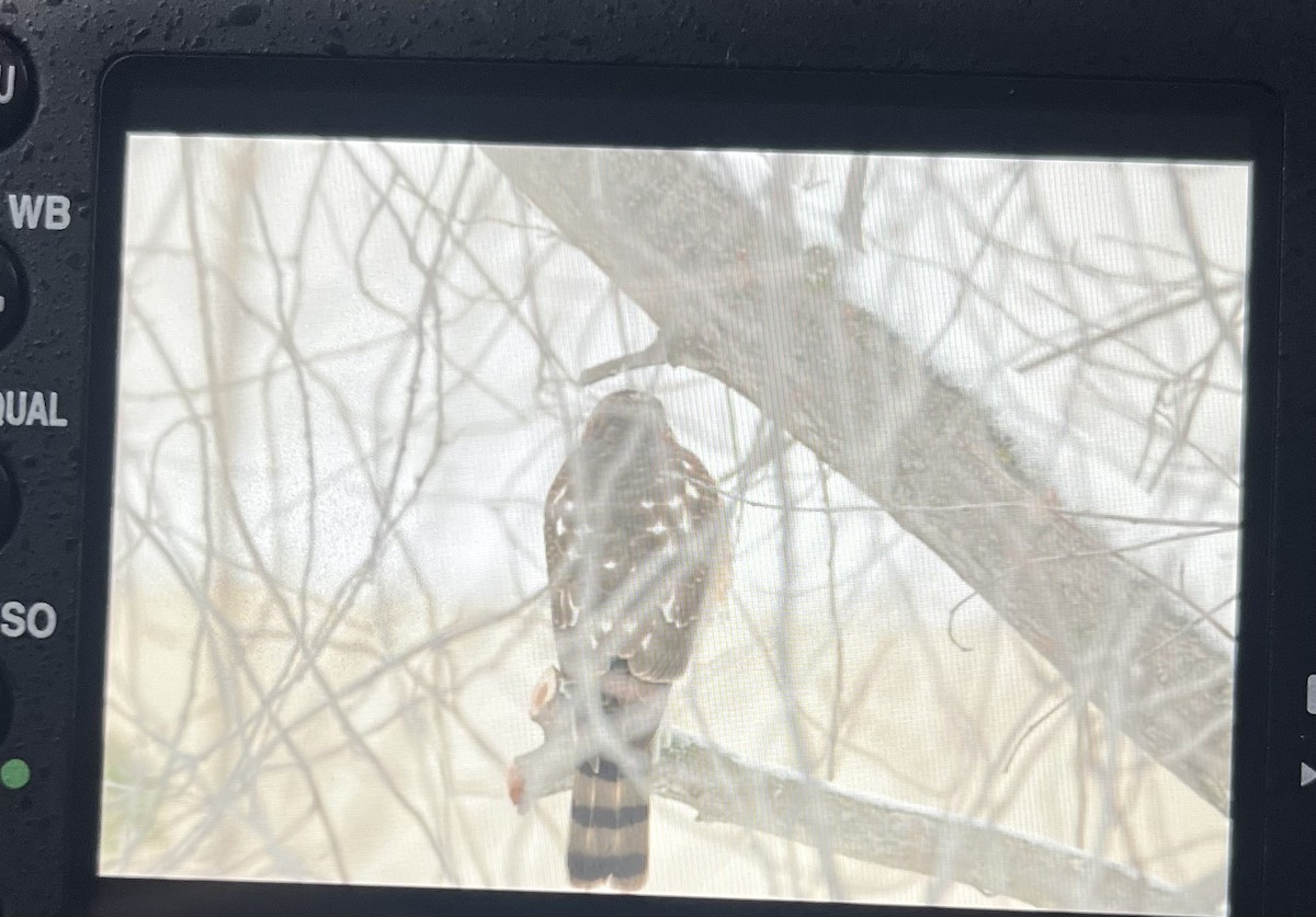 Sharp-shinned Hawk - ML646304835