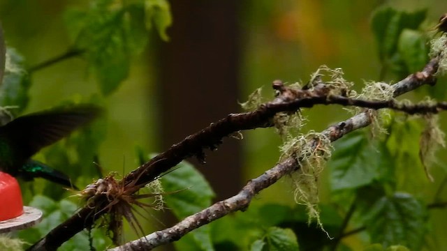 Glowing Puffleg - ML646304836