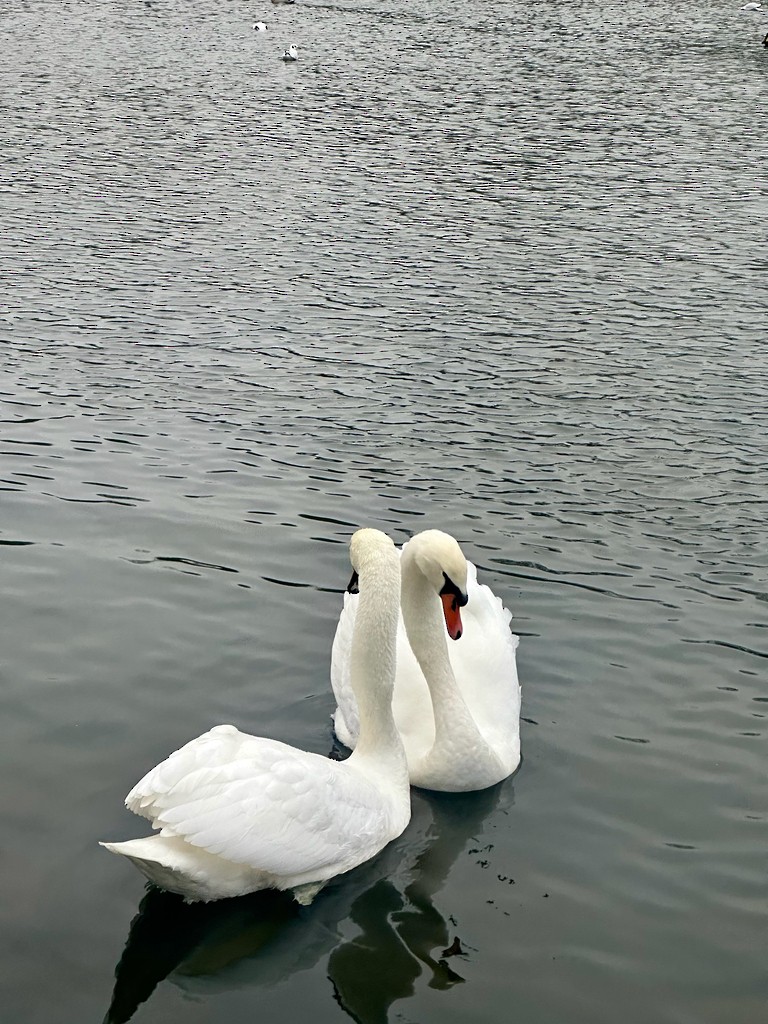 Mute Swan - ML646304844