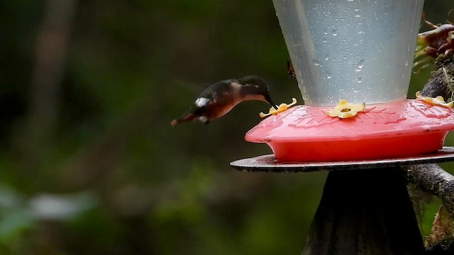 Колібрі-іскринка білочеревий - ML646304846