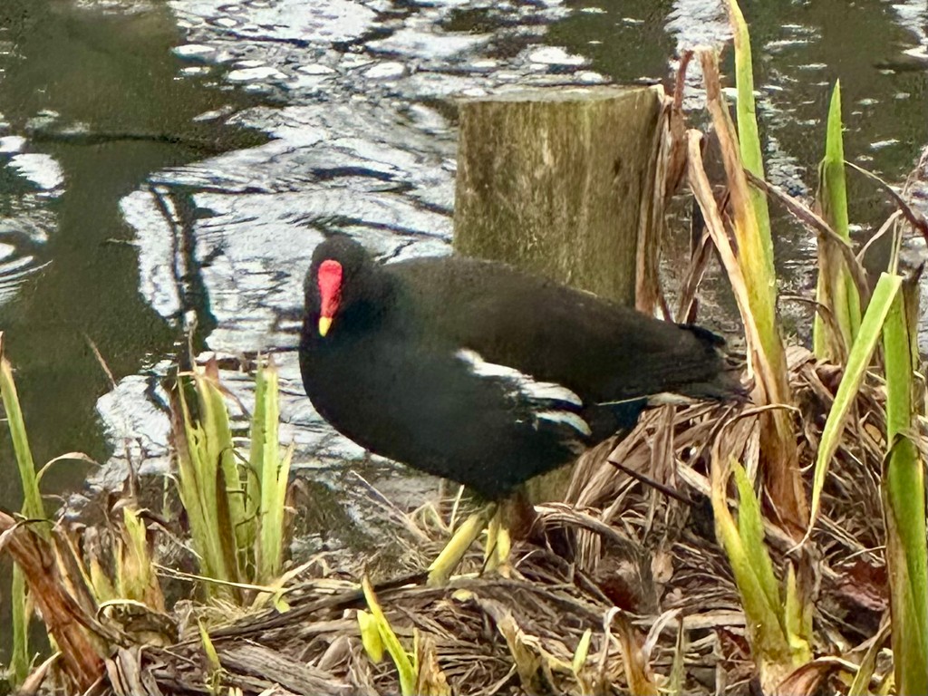 Eurasian Moorhen - ML646304847
