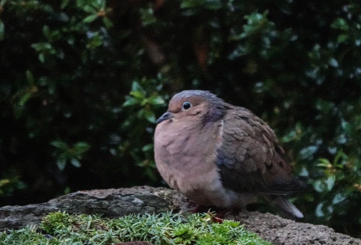 Mourning Dove - ML646304848