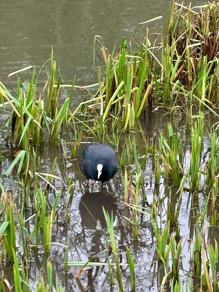 Eurasian Coot - ML646304850