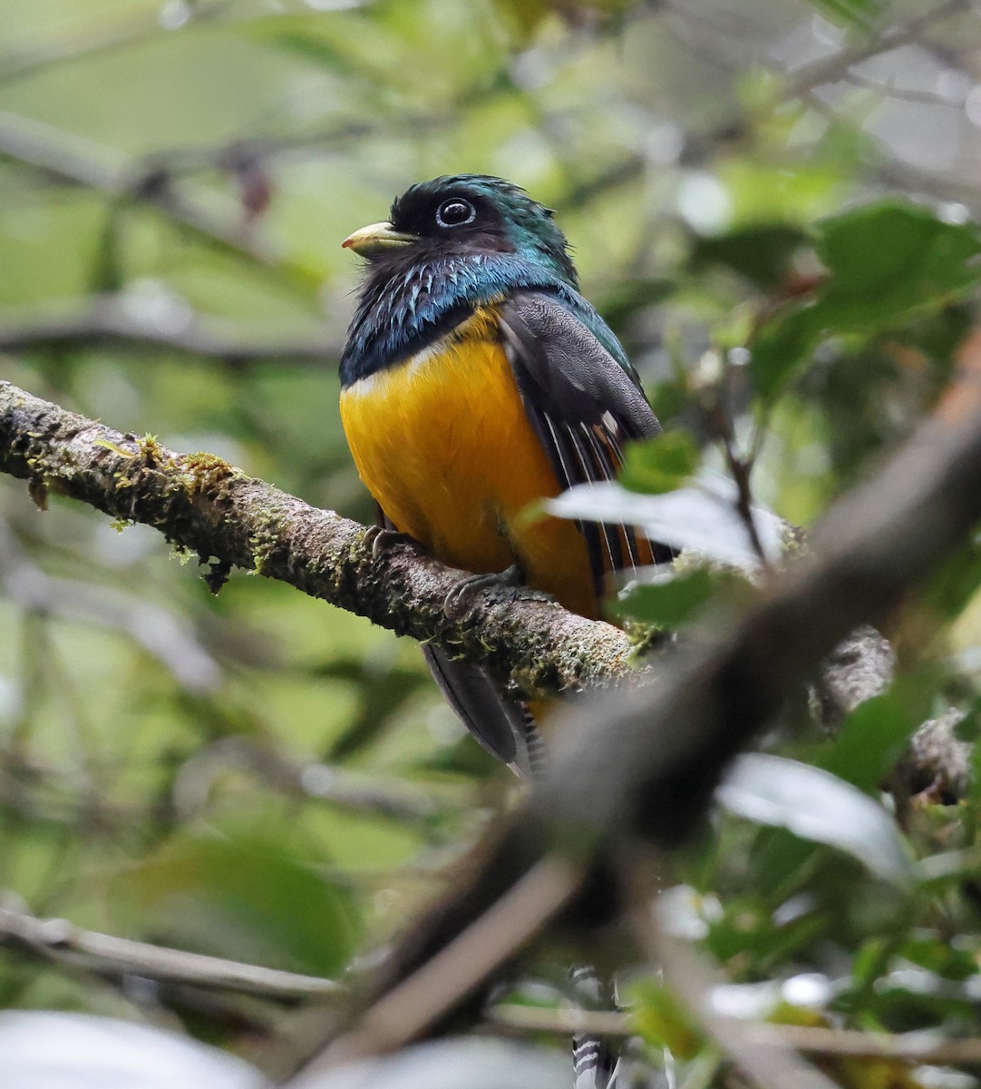 Atlantic Black-throated Trogon (Southern) - ML646304852