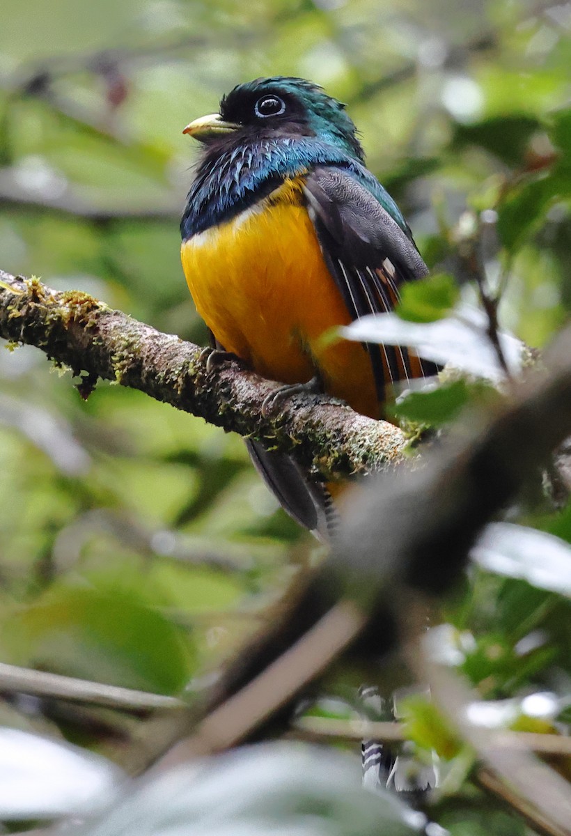 Atlantic Black-throated Trogon (Southern) - ML646304853