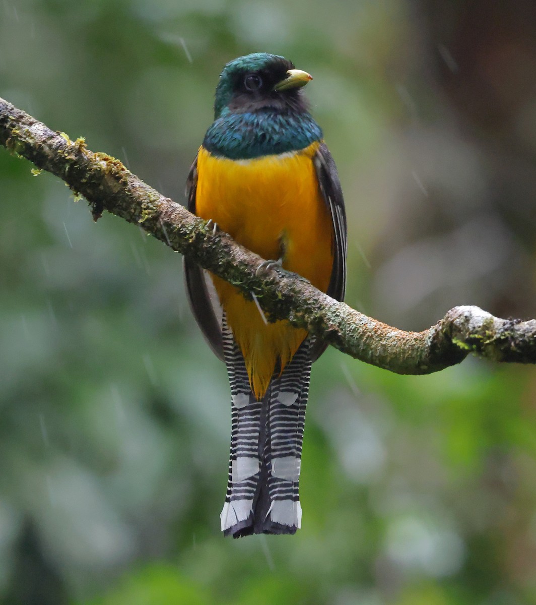 Atlantic Black-throated Trogon (Southern) - ML646304854