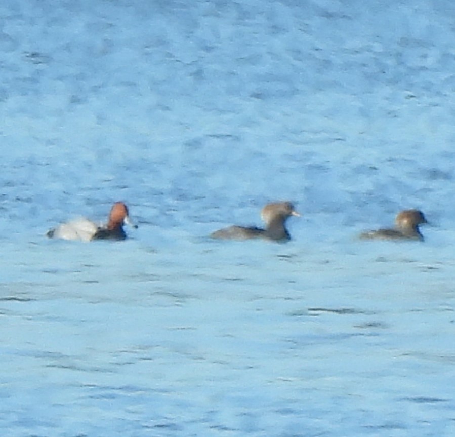 Redhead - ML646304857