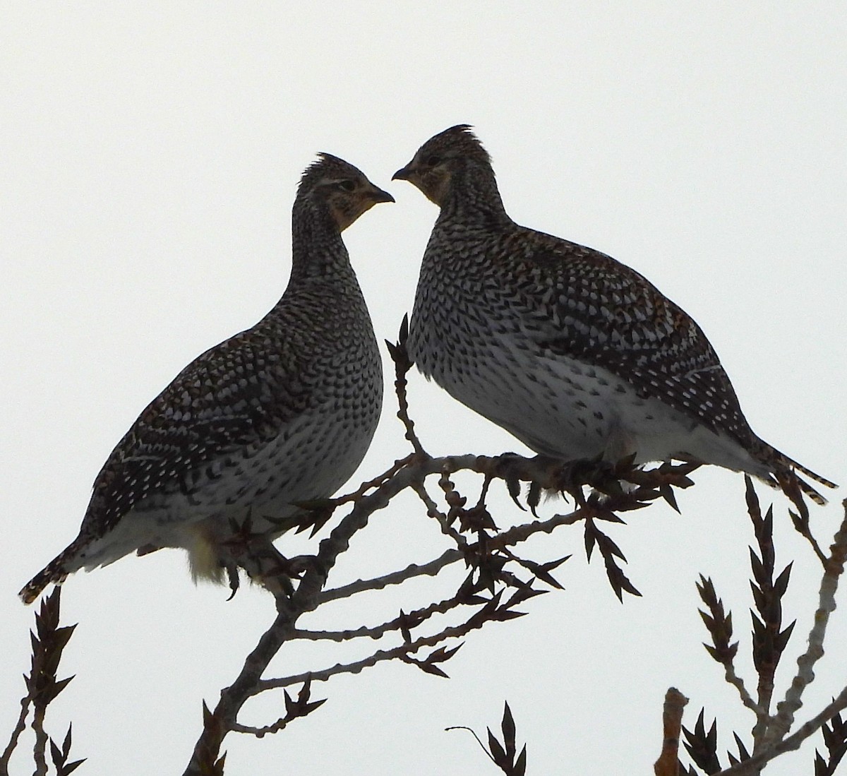 Sharp-tailed Grouse - ML646304859
