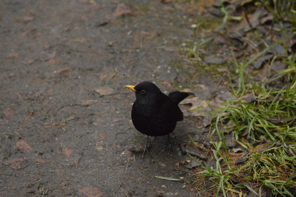 Eurasian Blackbird - ML646304860