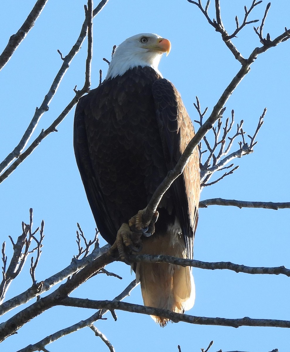 ハクトウワシ - ML646304861