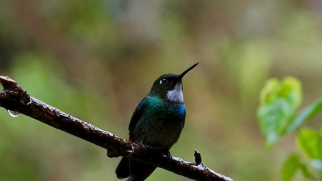 Tourmaline Sunangel - ML646304862