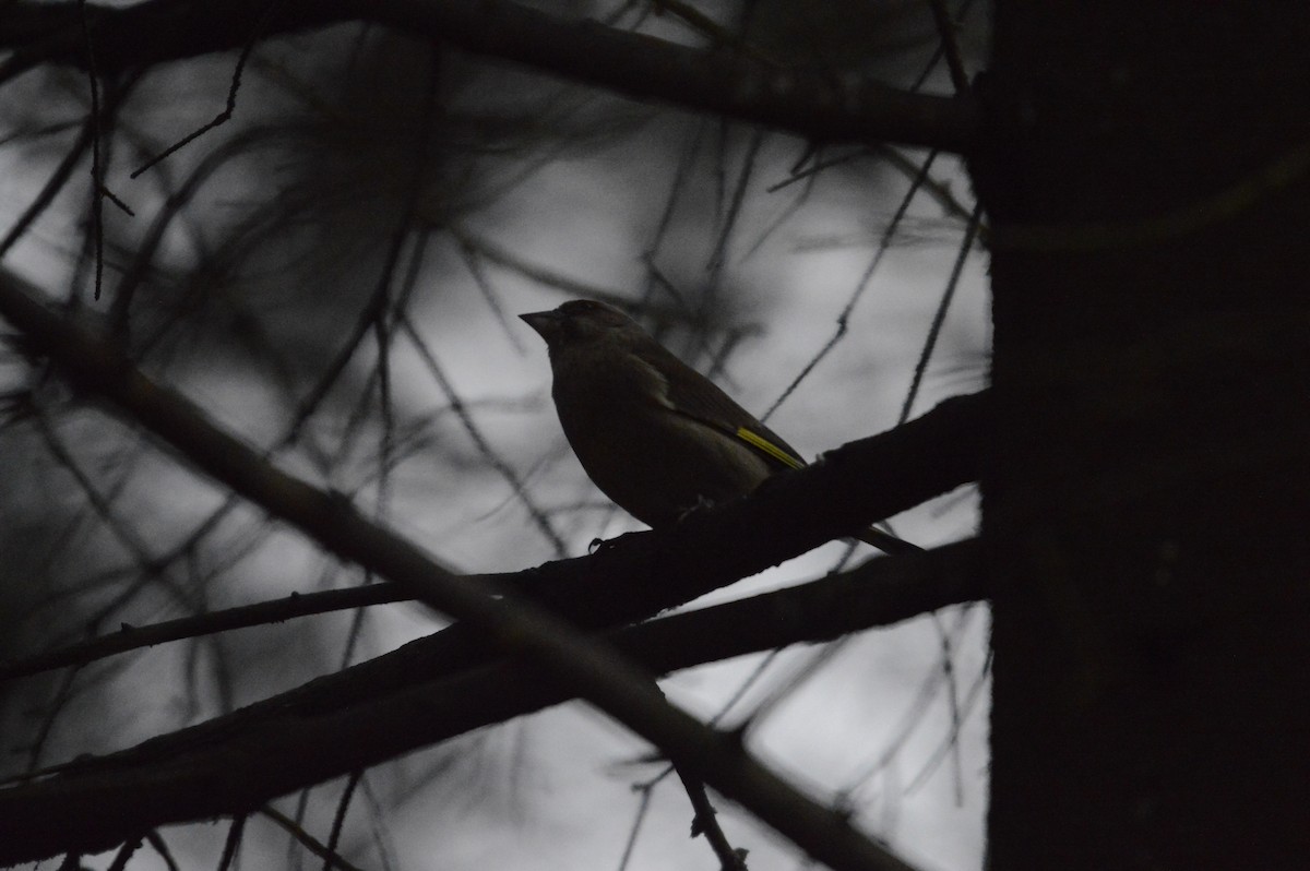 European Greenfinch - ML646304867