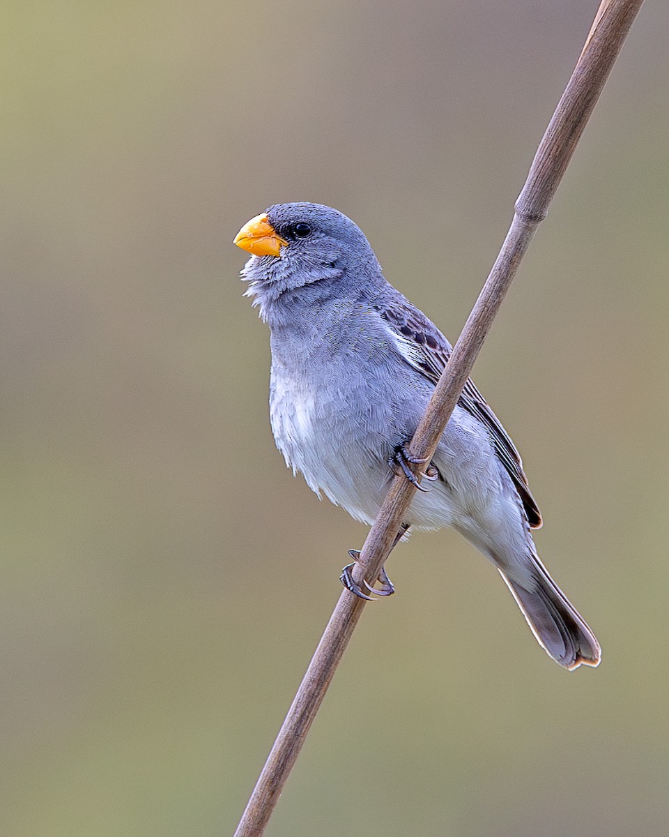 Tropeiro Seedeater - ML646304868