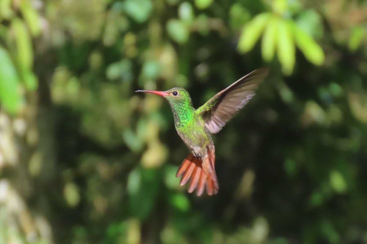 kolibřík rezavoocasý - ML646304876