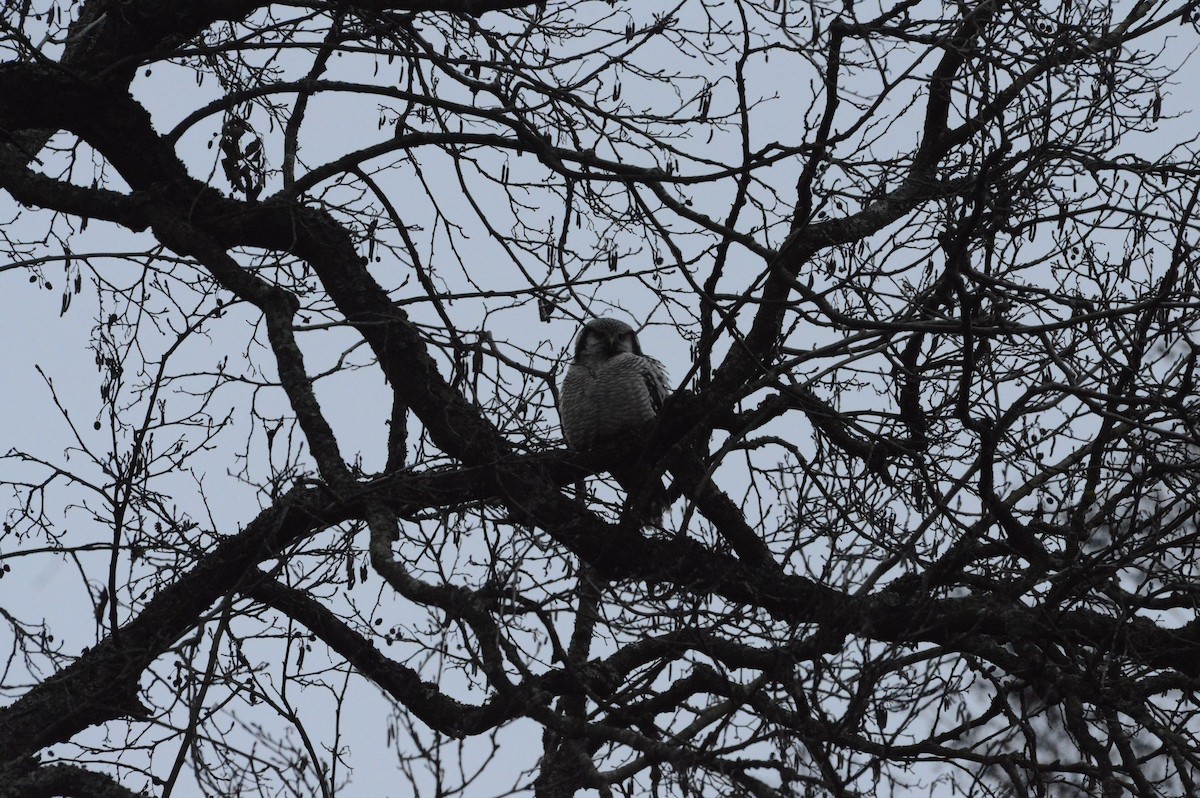 Northern Hawk Owl - ML646304879