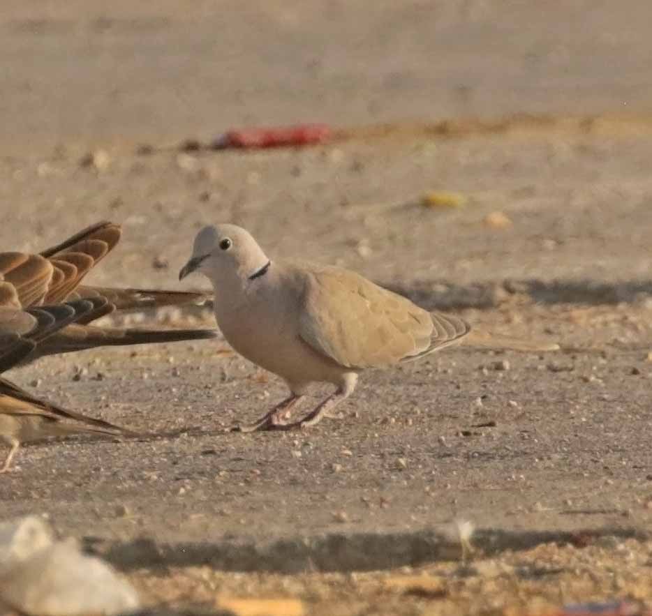 Tourterelle turque - ML646304886