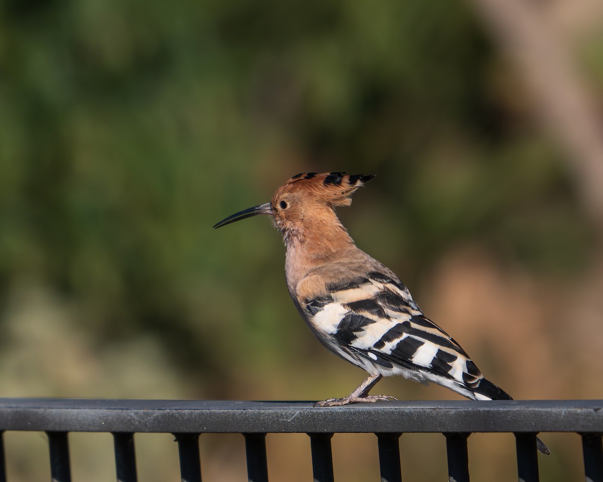 Common Hoopoe - ML646304906