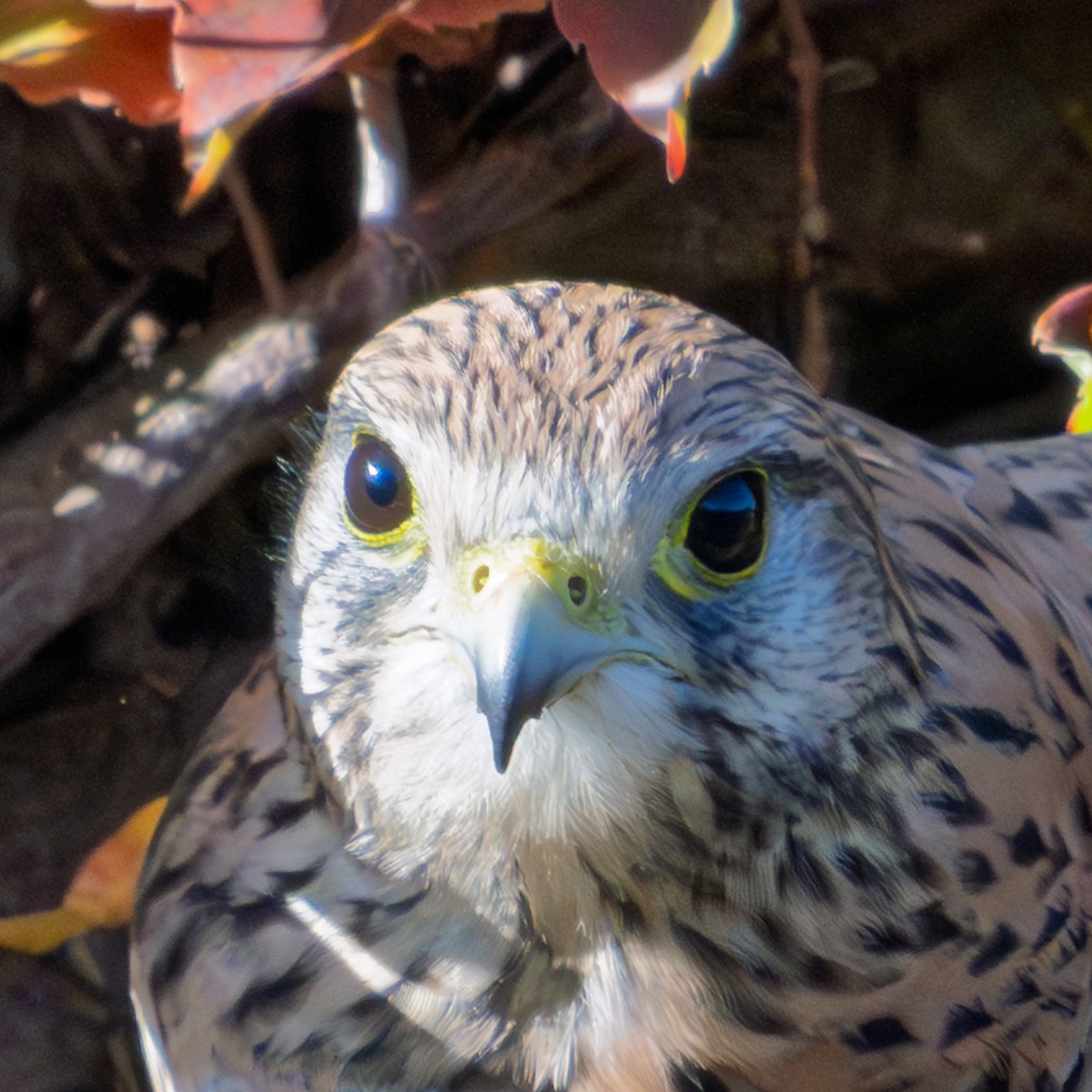 Eurasian Kestrel - ML646304915