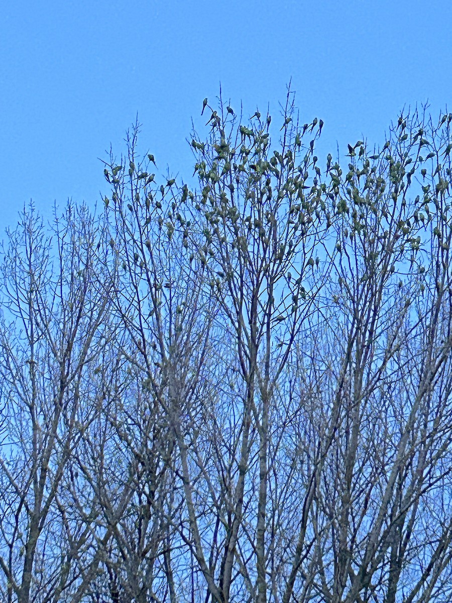 Rose-ringed Parakeet - ML646304922