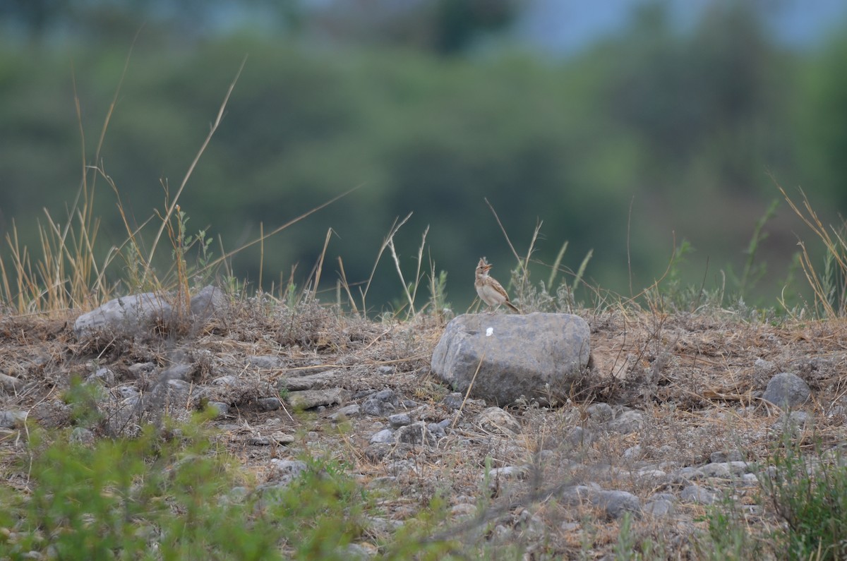 Crested Lark - ML646304926