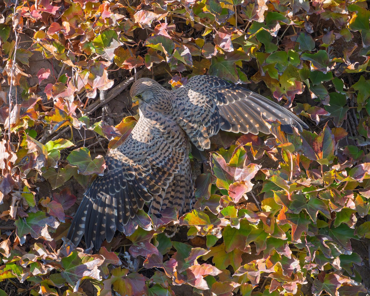 Eurasian Kestrel - ML646304927