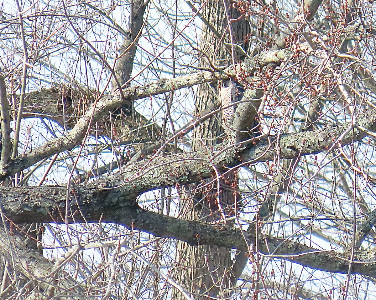 Peregrine Falcon - ML646304930