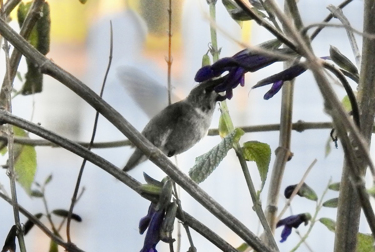 Black-chinned Hummingbird - ML646304936