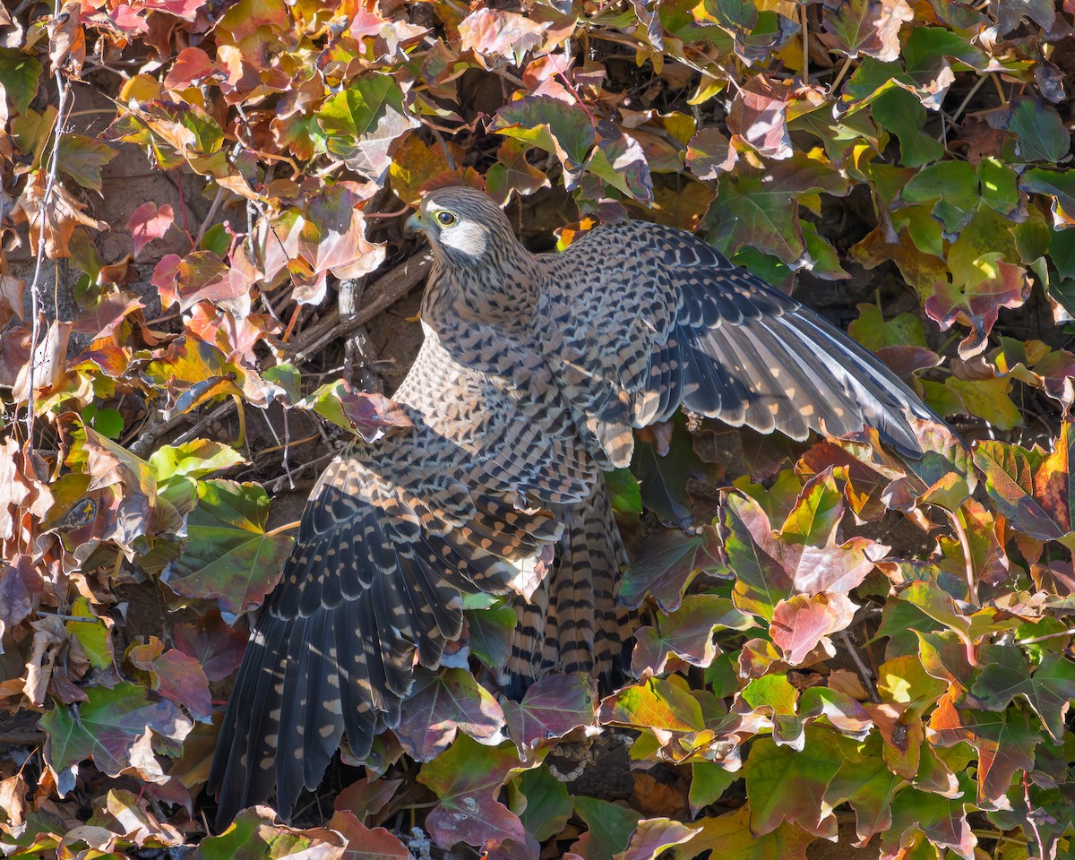 Eurasian Kestrel - ML646304937